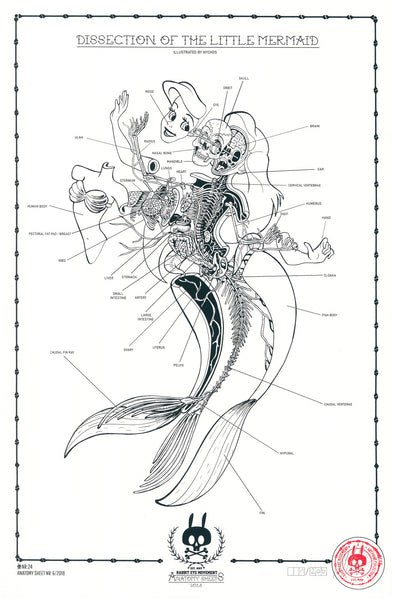 DISSECTION OF THE LITTLE MERMAID: ANATOMY SHEET NO. 24
