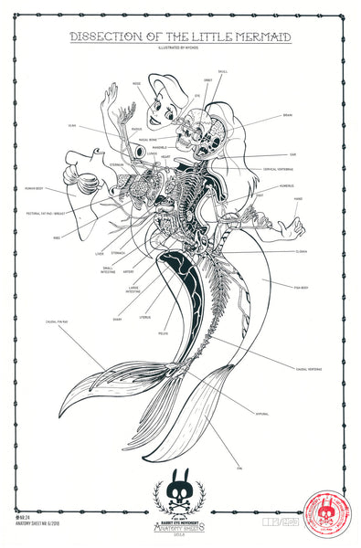 DISSECTION OF THE LITTLE MERMAID: ANATOMY SHEET NO. 24