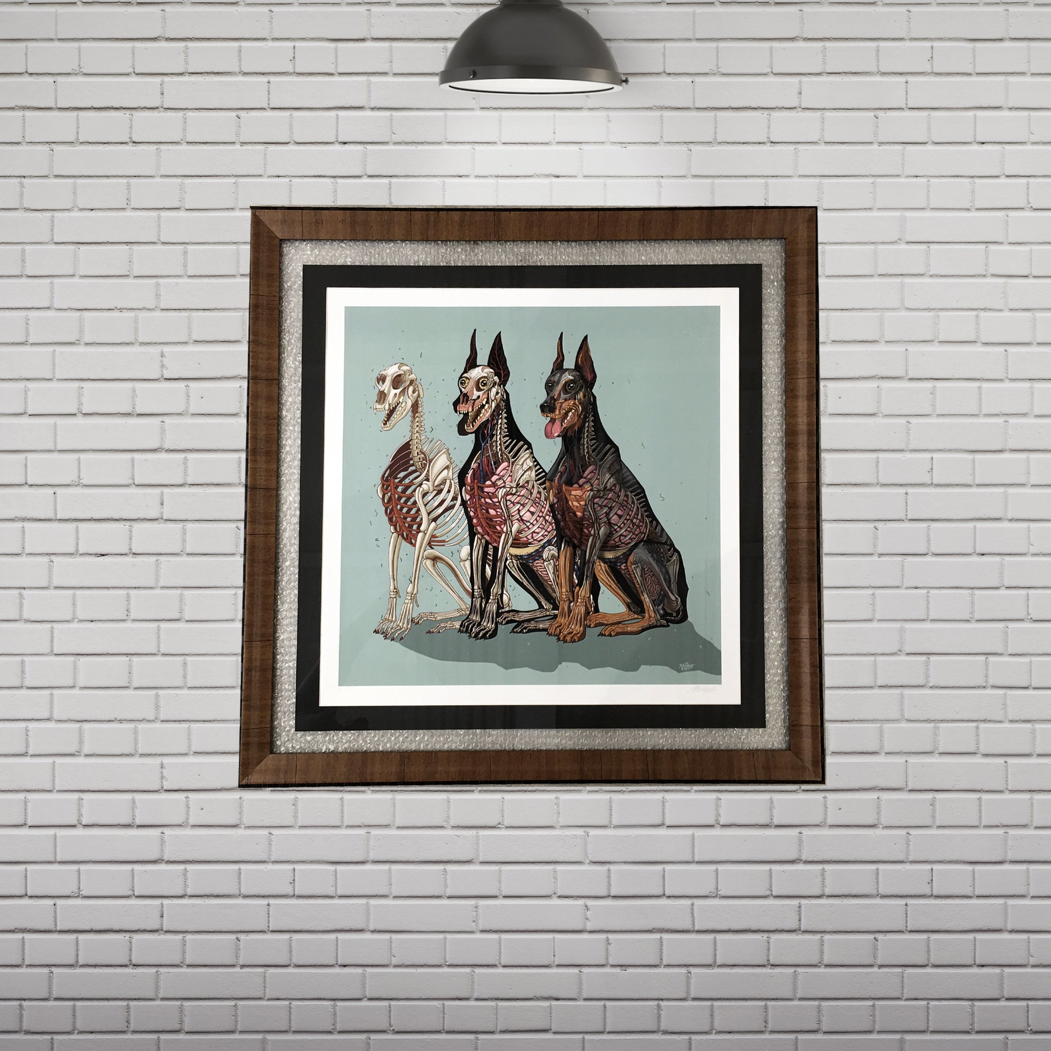 Dobermann Anatomy  Poster by Nychos